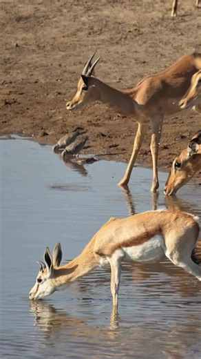 24K views · 286 reactions | At the water’s edge, every sip is a...