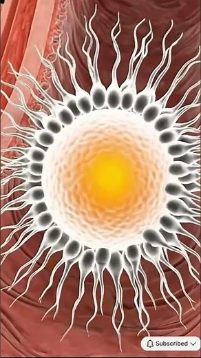 Journey of the Sperm | Human Fertilization Explained | BioCore Health USA