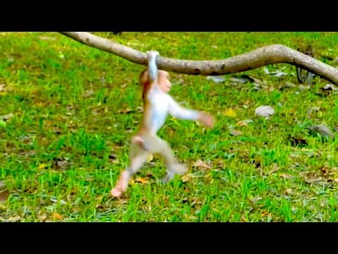 Baby Monkey Plays and Swings Happily