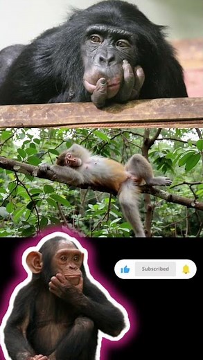 🐒 Monkey Thinks What I’m Thinking 😂 | Funny Monkey Moments #viral #trendingshorts