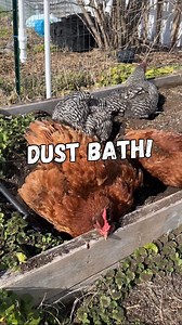 Did you know that chickens take baths!? 🛁Yes that’s right! Chickens love to take a good dust bath in soil, sand or other loose organic material. They love my garden soil and they just sit there and roll around in it, flap their wings and get it all over themself and use it almost like a sandpaper to remove bugs, dead skin and feathers that might be hanging on. This is a great time to check on them since they are typically more relaxed and just hanging around to ensure they are staying healthy. 