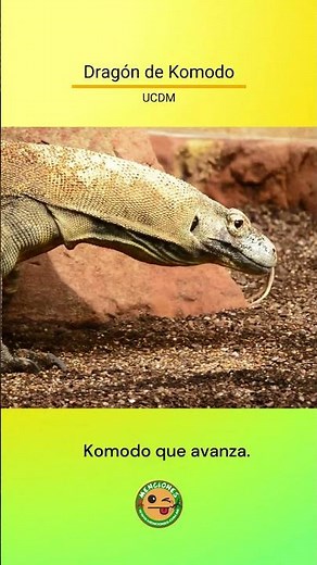 Dragón de Komodo – Komodo que avanza – #UCDM
