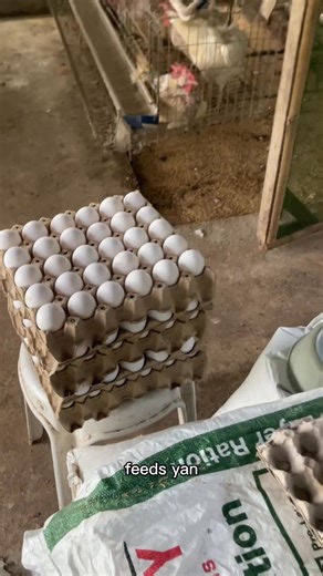 Monthly income with layer chicken egg business #poultryfarming #RTLchicken #layerchicken | Dodong King