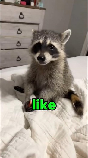 Why Raccoons Won't Eat Food Without Water?