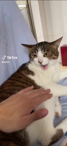 #猫のいる暮らし #猫好きさんと繋がりたい #ペット動画 #やっぱり猫が好き #動物動画 #癒し猫動画 #うちの猫 #可愛いネコちゃん #猫可愛い #猫動画 #cat #ねこ可愛い #ねこがいる生活 #可愛いペット #funnypet #可愛い動物 #猫の動画 #猫のいる生活 #cats