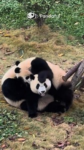 Chill Panda: Hey! I said stay back!🤨Playful Panda: Come on, just a little play...🤪 Watching these panda cubs cuddle, doesn't it remind you of your most affectionate friend?🐼💕 #panda #Cute #PandaLife | Pandaful
