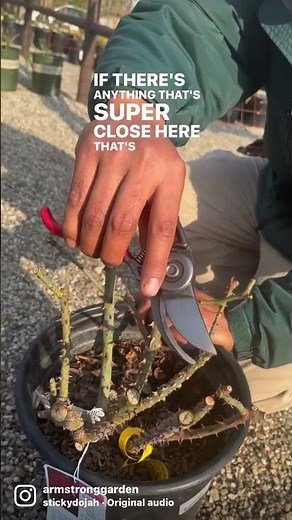 How to Prune Roses the Right Way (for Maximum Bloom & Visibility!)