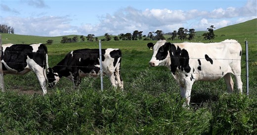 What to know about bird flu, according to a doctor