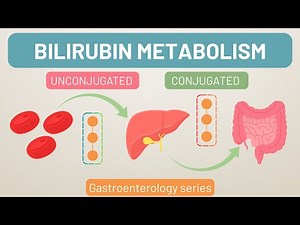 Bilirubin Pathway Simplified | Bilirubin Metabolism