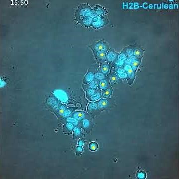 Tracking Embryonic Stem Cells