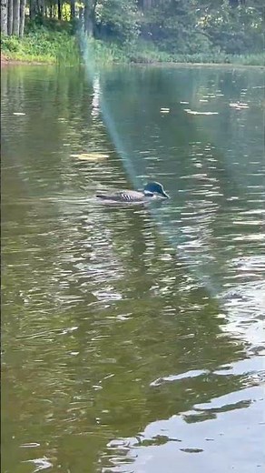 Minnesota State Bird, the Common Loon