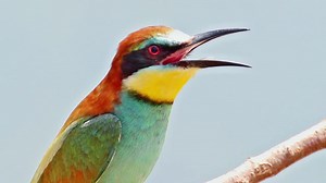 File:CloseUp of a female European bee-eater.webm - Wikimedia Commons
