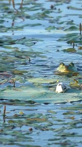 Bullfrogs Eat Mice! | The Fish Whisperer