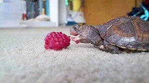 babby turtle eats raspberry [warning: epic] source: https://www.youtube.com/watch?v=npGYoFTZdlI | animals eating fruit