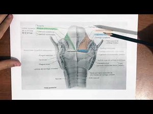 MEMBRANA CUADRANGULAR Y CONO ELÁSTICO DE LA LARÍNGE