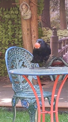 large crow raven loves my hardboiled eggs