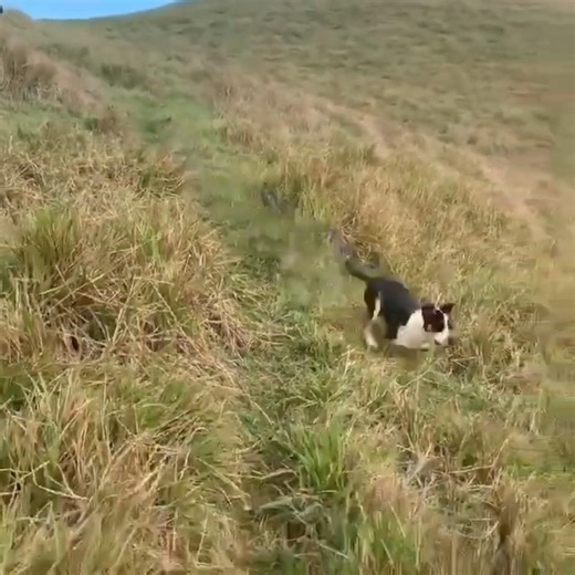 Dog met a cow for the first time in the Brazilian highlands