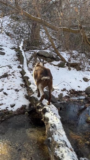 Baby pack goats training in the winter #packgoats #hunters #backpackinglife