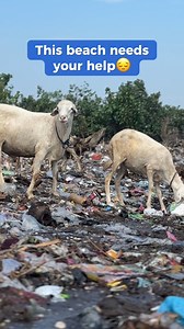 This beach in Java, Indonesia has been overwhelmed by plastic pollution 🌊💔 But with your help, we’re making a difference. Over 2,000 pounds of plastic have been removed so far — and we’re not stopping. Learn how you can take action at https://bit.ly/4hth4cn 💙♻️ #4ocean #sadreality #animals #beachpollution #oceancleanup #pollution #plasticpollution #heartbreaking | 4ocean