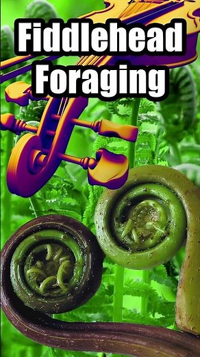 Fiddlehead Foraging Season, how to find them!