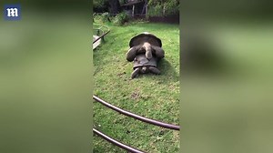Groaning giant tortoises start mating in front of zoo visitors