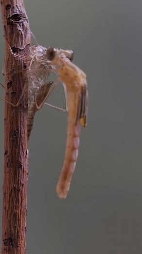 When a dragonfly is ready to begin its adult life, it climbs out of the water and clings to a plant stem. Slowly, its old exoskeleton splits open, and the new dragonfly emerges — soft, pale, and fragile at first. Within hours, its wings harden, colors brighten, and it takes its very first flight. Nature’s quiet miracle of transformation. 🪶💧✨ #dragonfly #naturefacts #metamorphosis #wildlifeeducation #insectworld #DragonflyWisdom #naturelovers #wildlifephotography | Dragonfly lovers