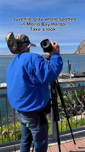 17 reactions · 4 comments | While filming sea otters in Morro Bay, we spotted a juvenile gray whale in the harbor. The Marine Mammal Center told the SLO Tribune the whale doesn’t seem to be in distress. It certainly grabbed the attention of many locals and tourists! Please remember to keep a safe distance from marine mammals to avoid disturbing them. #morrobay #graywhale #changingseas #californiawildlife #morrorock #morrobayca | CHANGING SEAS | Facebook