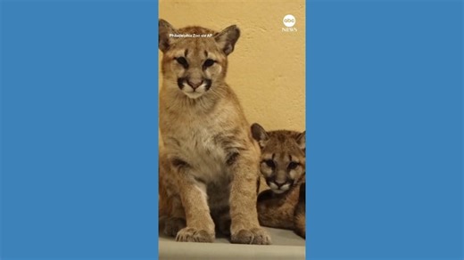 Rescued puma cubs find new home at Philadelphia Zoo