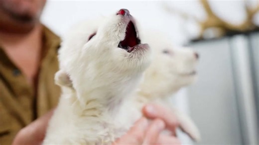 Biotech company says it has brought dire wolf back from extinction