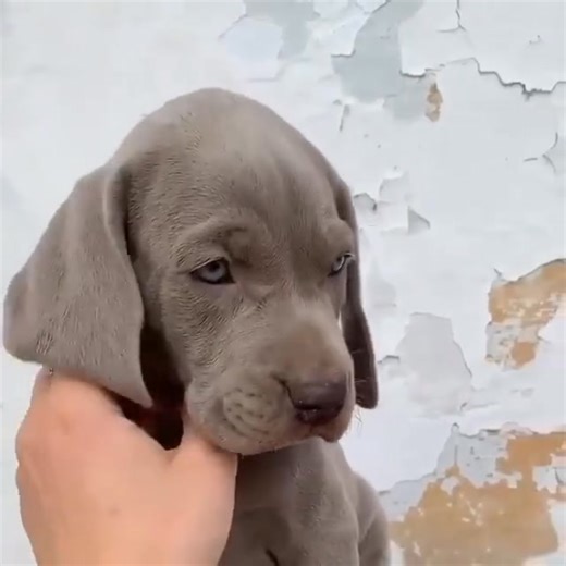 Experienced our recent visual treat? Thoughts? Got a vision for our next piece? Do tell!Feedback is our guiding star. Illuminate us! | Weimaraner Dog