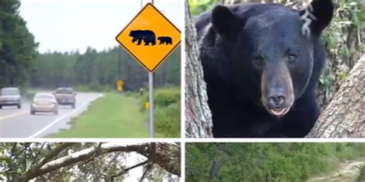 Bear sighting Southeast of Ocala according to OPD