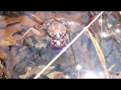 Wood frogs in Springtime
