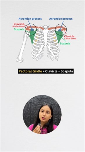 Biology at Ease Shorts on Instagram: "Pectoral Girdle in 2 mins 🤯 | Bones of Pectoral Girdle #neet #neetbiology #neetpreparation #study #education #trending #meta #biologyatease #renukaanthwal #reeloftheday #trendingreels #reelitfeelit #instareels #instagood #fyp #neetaspirants #reelkarofeelkaro #instalike #instagram #reelsvideo [ NEET, BIOLOGY, STUDY, ONE SHOT, PREPARATION, QUICK REVISION, NCERT ]"