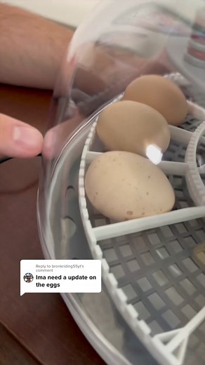 Candling and Hatching Mystery Eggs: A Revealing Journey