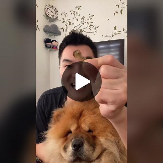 Can Dogs Eat Shrimp, Taho, and Tahong? Pet Food Safety Guide