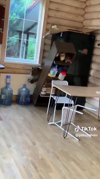 Domestic Cheetah's Rampage: Wild Mischief at Home! 🥲🥲🐆🏡 #CheetahChaos #WildInHouse #IndoorAdventures #FurryMayhem #PetPranks