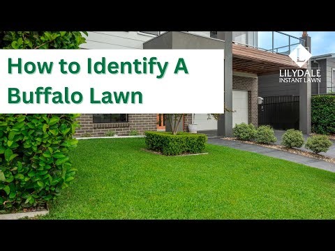 How to Identify Buffalo Grass