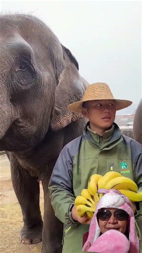 Elephants eat bread. What amazing animals. #shortvideo #elephant