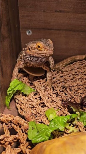 #beardeddragon #pet #pets #reptiles #fypシ #reptile bearded dragon eating lizard food #reptilelife