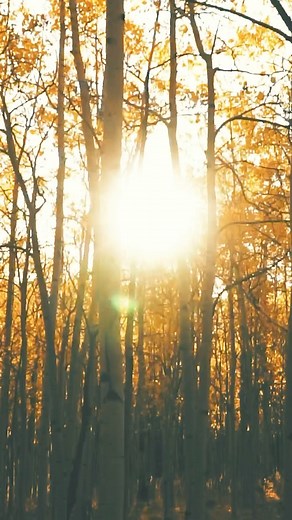 Happy first day of fall from Cripple Creek maple_leaffallen_leaf #fall #firstdayoffall #autumn #autumncolors #autumnleaves #aesthetic #cripplecreek #cripplecreekcolorado #colorado #coloradolive #visitpikespeak | Pikes Peak Region Attractions