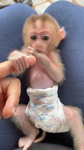 7.8K views · 207 reactions | Cute Baby Monkey DORN #monkey #animals #monkeys #wildlife #nature #anima #primate #monkeylove #gorilla #animallovers | Mr Dam | Facebook