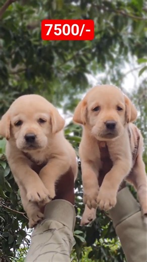 Labrador puppies for sale - 79815 71655