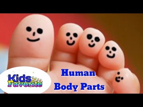 Human body parts for kids and Baby learning song Kindergarten Preschool Learning educational