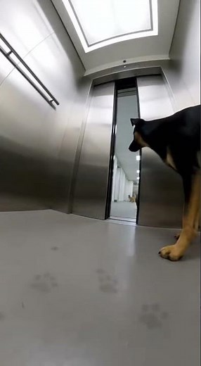 🐶🐱 Dog Chases Cats… Epic Backyard Showdown #pets #funnyanimals #dogvscat