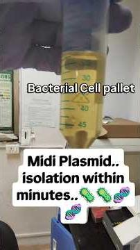 ASMR...!!.Midi Plasmid Isolation Protocol | High-Yield Plasmid DNA Extraction for Molecular Biology