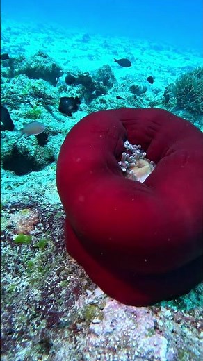 Sea Anemones