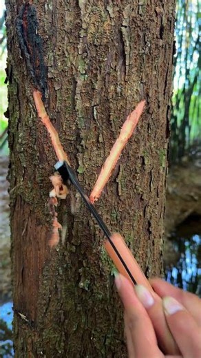 Harvest Pine Resin with 2 Cuts! Standard Steps for Pine Tapping