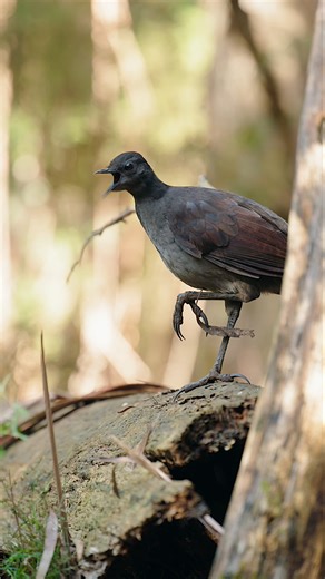 1.4M views · 32K reactions | Superb lyrebird making some noise! The last part of this video might sound like a scene from Star Wars but these are actually some of the lyrebird's own unique sounds. If you're worried about his foot, it's just a leaf and it fell off as soon as he hopped off the log! #lyrebird #superblyrebird #australia #australiananimals #animalfacts #bird #birds #birdsofaustralia | Jeremy Films Things | Facebook