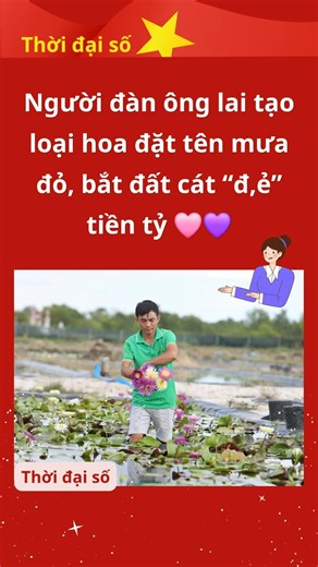 Loại hoa này được anh lai tạo sau khi xem bộ phim “Mưa đỏ” do Điện ảnh Quân đội Nhân dân sản xuất.