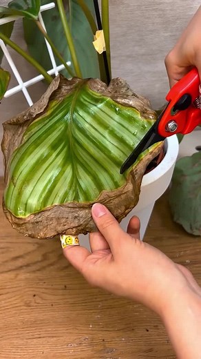 🌙 No jardim escuro… sussurros de folhas desconhecidas te cercam. 🕸️ Qual planta se esconde nas sombras? 💀 E qual doença se esconde em suas veias? 🔮 Um clique, e o mistério é revelado. 🌿 Plant Identifier – descubra os segredos esta noite. v1-8mushaledit#fyp #planttok #plantmom #houseplants #plants #plantcare #plantlover #indoorplants #monstera #indoorjungle #halloween #halloweenlook